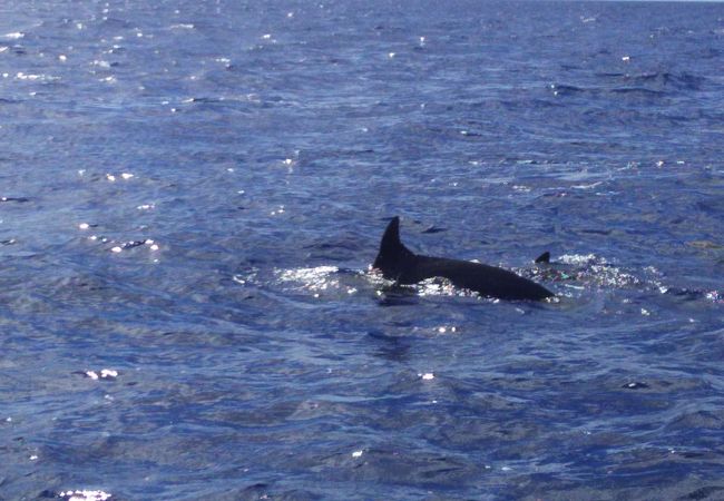 イルカは見れませんでしたが、珍しいクジラをみれました