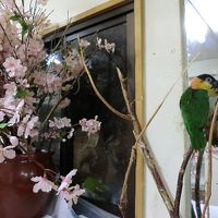 放し飼いのインコちゃん