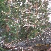 国分寺　　なんと紅葉の季節に桜が。