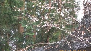 国分寺　　なんと紅葉の季節に桜が。