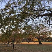 地元公園かな／篠崎公園