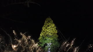 世界一のクリスマスツリー