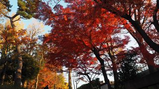 紅葉が見事でした