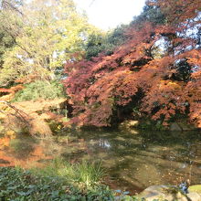 苑内はいたるところで紅葉も黄葉も盛りだった