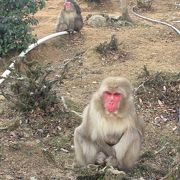 サルがいる場所までの山登りがしんどい･･･。