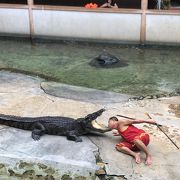 絶対行くべきな動物園