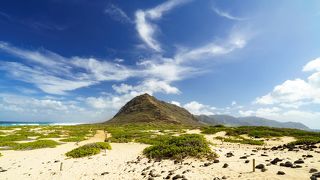 アホウドリとアザラシ、二種類の絶滅危惧種を一度に見られます！