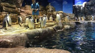 ペンギンかわいい！