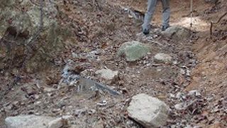 東六甲縦走路を歩きました