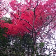 庭園を真っ赤に染める散り紅葉