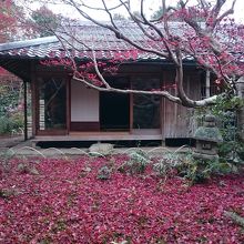 庭園を真っ赤に染める散り紅葉