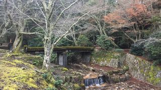 朝になると山から下りてくる鹿が見られます