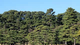 秋の皇居乾通り一般公開の際並びました