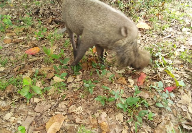 ボルネオジャングルの動物たち