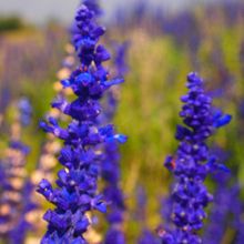 ラベンダーじゃないよブルーサルビアだよ
