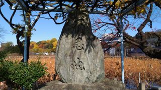 名の由来は諸説あるようです