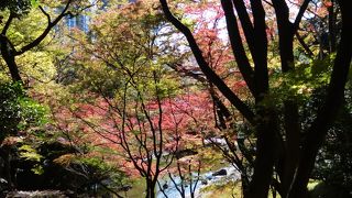 高いところから紅葉の庭が眺められます