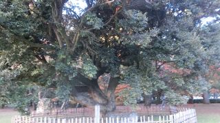 禁門の変の舞台、巨木と巨石があるだけ