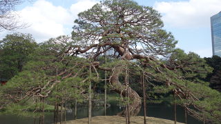 桜や紅葉の陰で