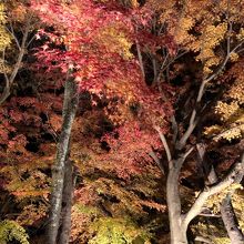 大覚寺の紅葉