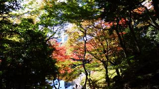 紅葉が美しかったです