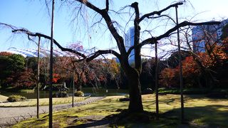 春への期待が高まります