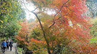 川沿いの小径も紅葉が！