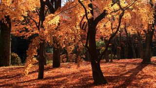 紅葉のピークは過ぎていましたが、散紅葉が綺麗でした