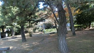 神域に生き残る自然林