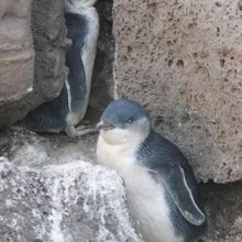 一羽と思っていたらもう一羽出てきたので必死で撮影しました