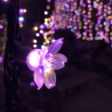 ピンクのイルミネーションは一粒一粒が桜です