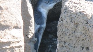 セントキルダペンギン