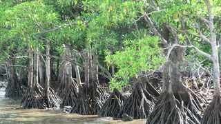 干潮の頃にはマングローブの特徴的な根っこが見られます