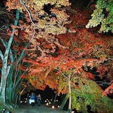 夜間特別拝観 「真紅の水鏡」