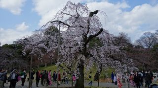 馬場桜