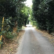 島内にあるフクギ並木