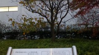 白いハンカチのような花が咲くそうです