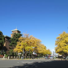 青空にイチョウが映える！