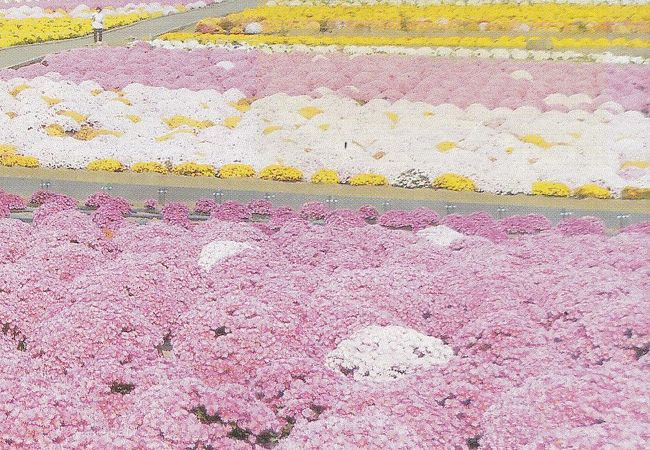 桜と菊を鑑賞できる公園