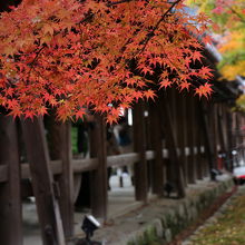 橋の横から紅葉と絡めて