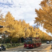 銀杏並木と赤れんがバスの組み合わせが美しい