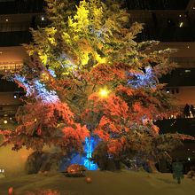 ライトアッププログラム「感謝の根 ～winter ver.～