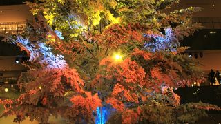 2017年はライトアッププログラム「感謝の根 ～winter ver.～」