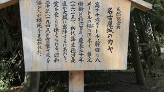 国の天然記念物です！