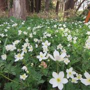 桜にカタクリ、エンレイソウ、ニリンソウ…さまざまな花の精が出迎えてくれる５月上旬がおすすめ