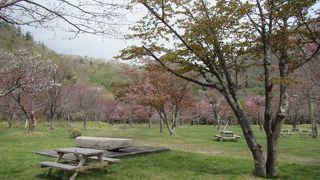 庶野さくら公園