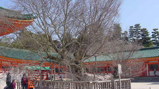 太極殿の前にある古木です