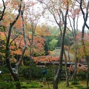 苔と紅葉♪