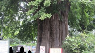 御神木感たっぷり
