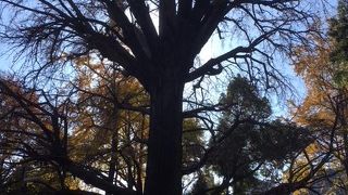 ちょっと元気ない感じ